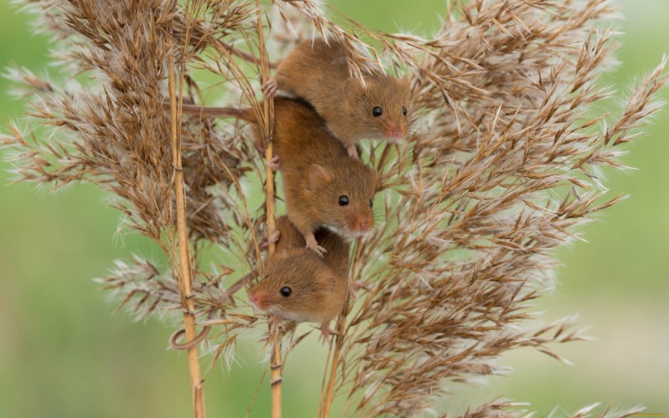 Мышь-Малютка (лат. Micromys minutus)
