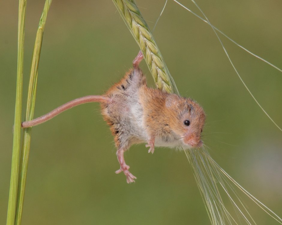 Мышь-Малютка (лат. Micromys minutus)