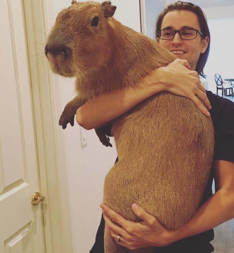 Большая морская Свинка капибара