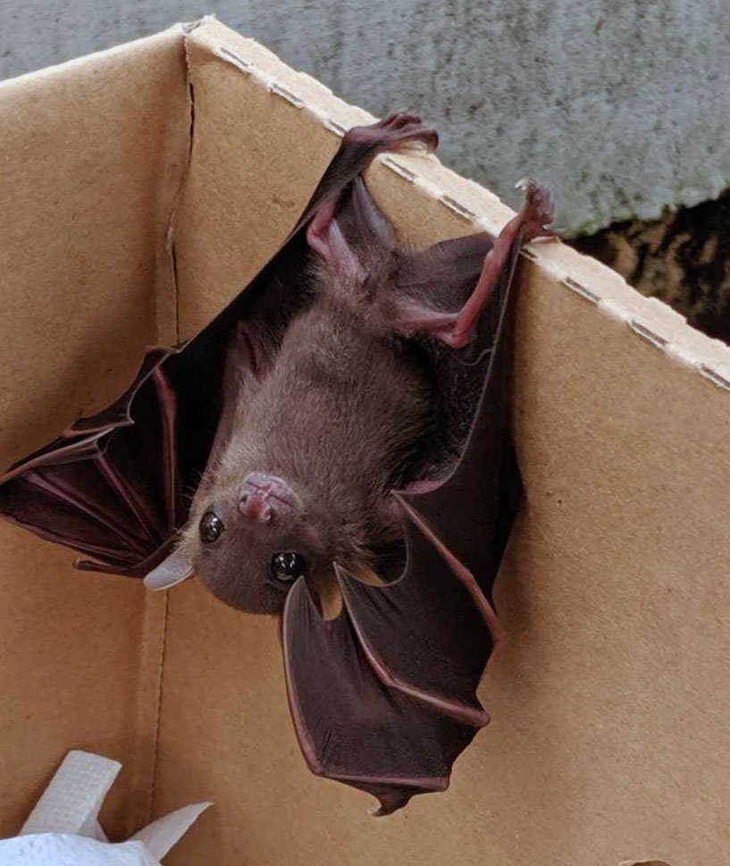 Летучая мышь крылан