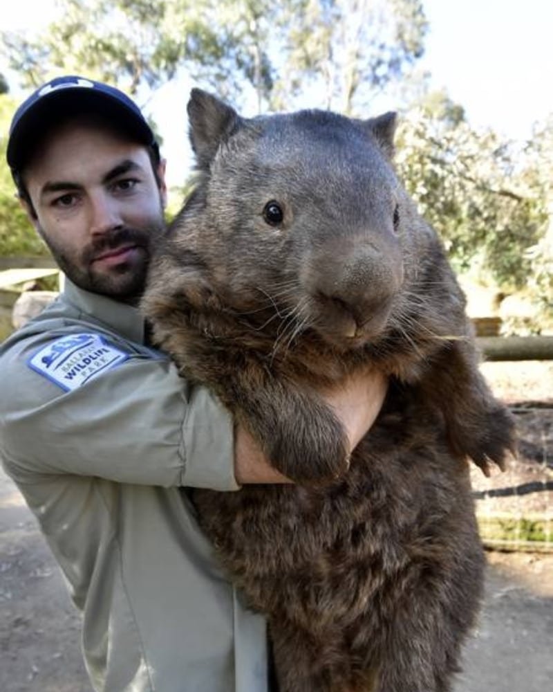 Вомбат и кенгуру