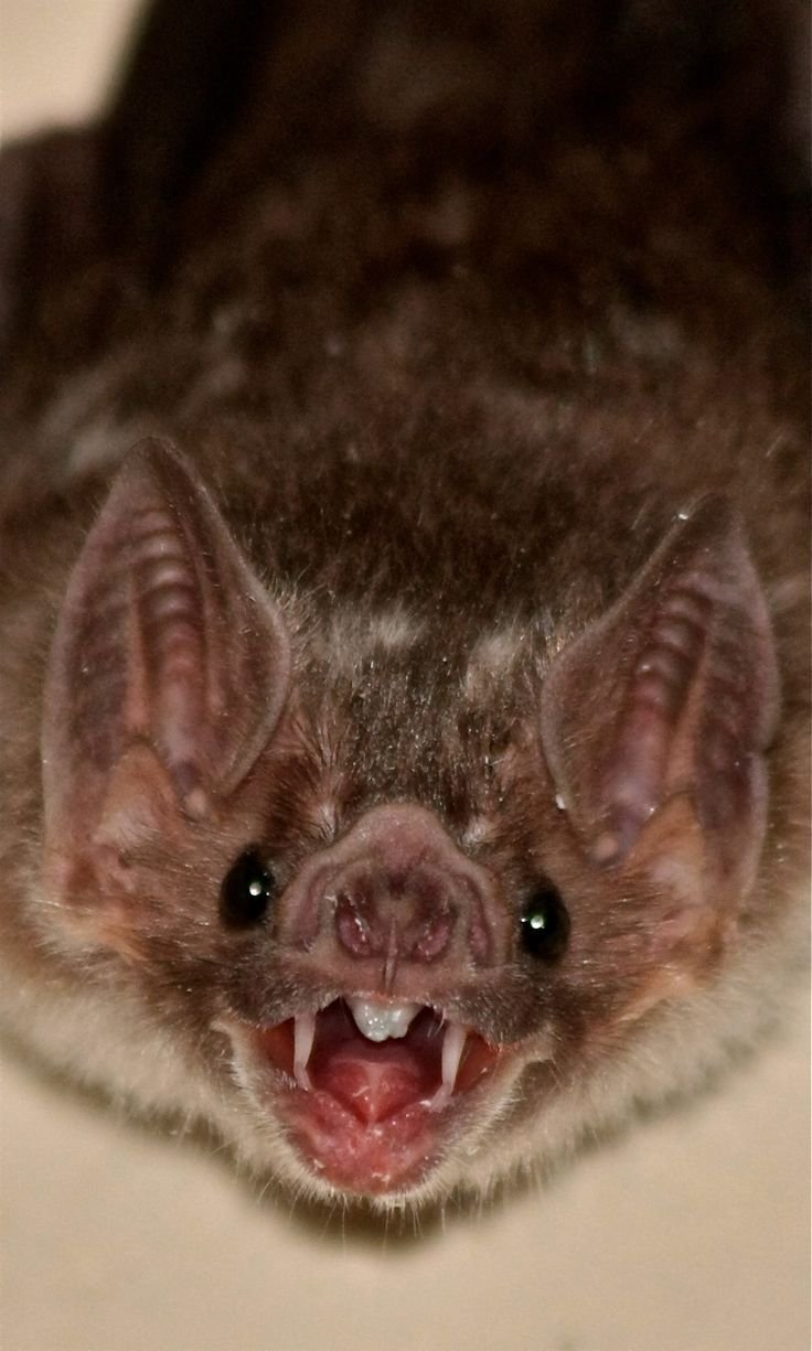 Вампировая летучая мышь