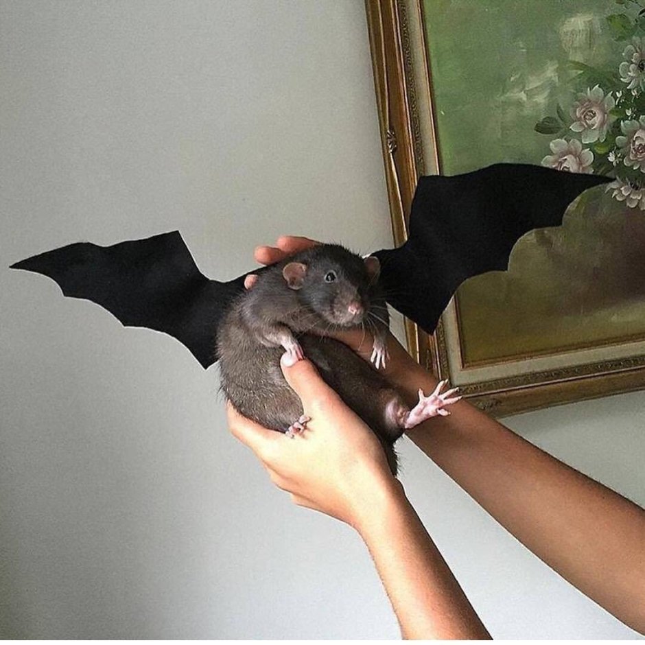 Летучая крыса