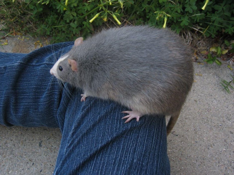 Толстая крыса