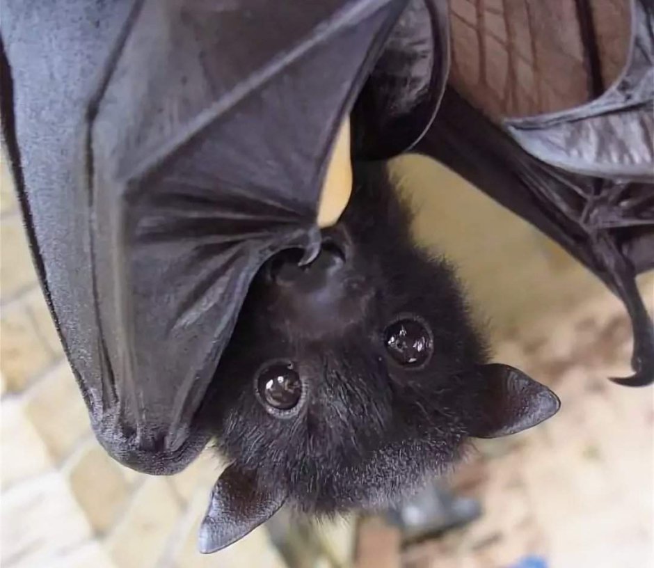 Нильский крылан Эстетика