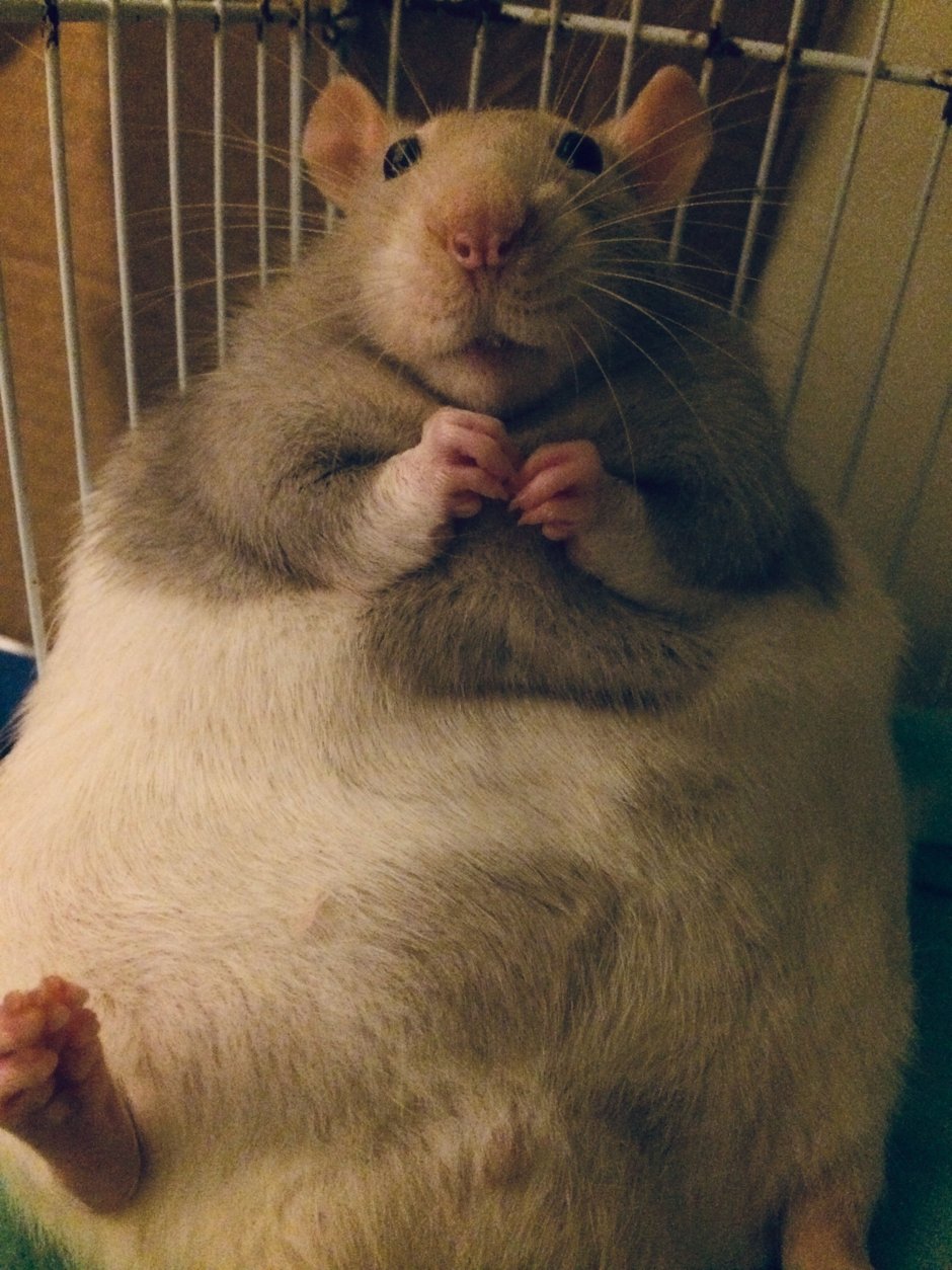 Толстые крысы