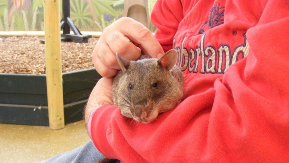 Самая большая мышь в мире