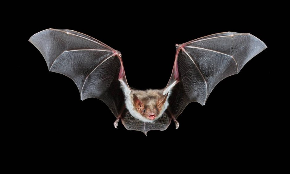 Крылья летучей мыши