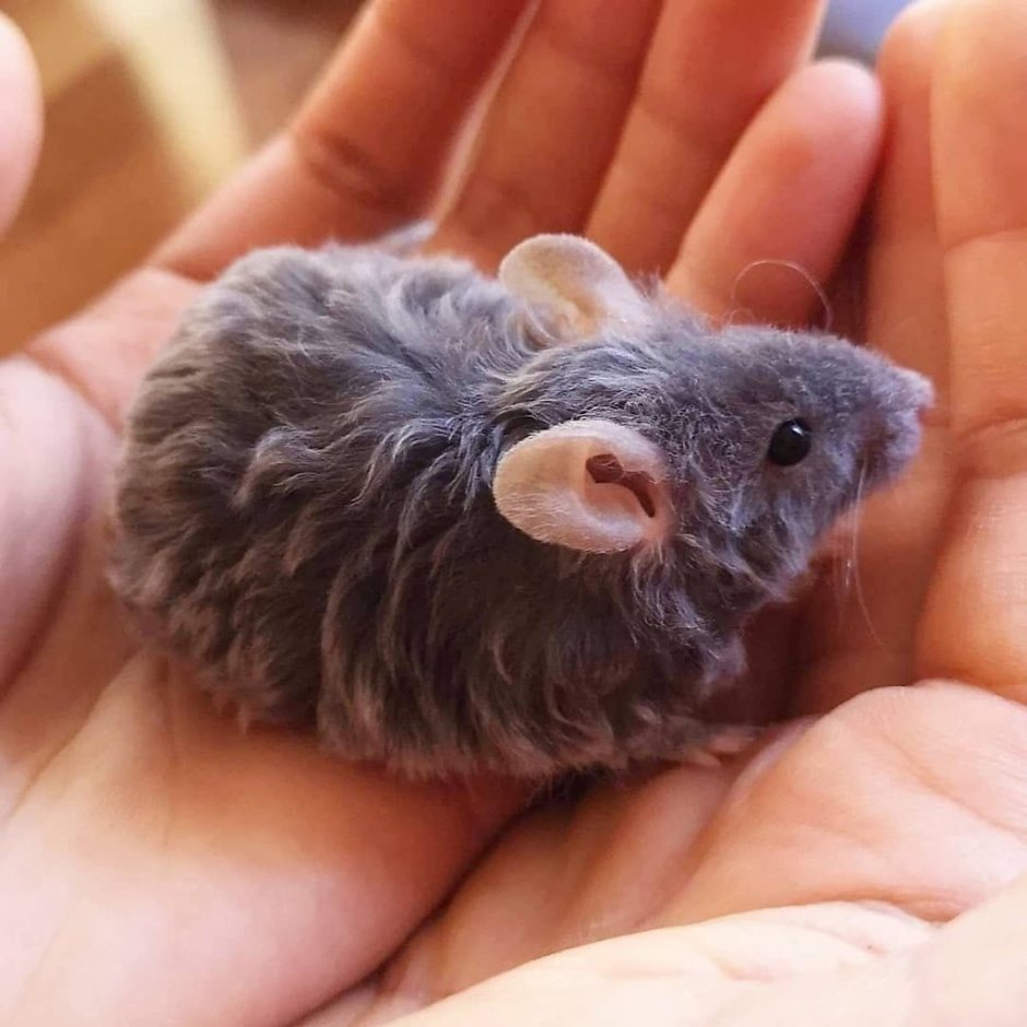 Сатиновая крыса рекс