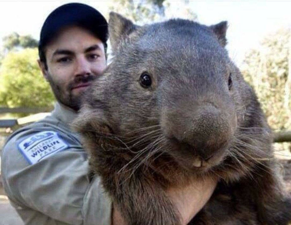 Вомбат Патрик