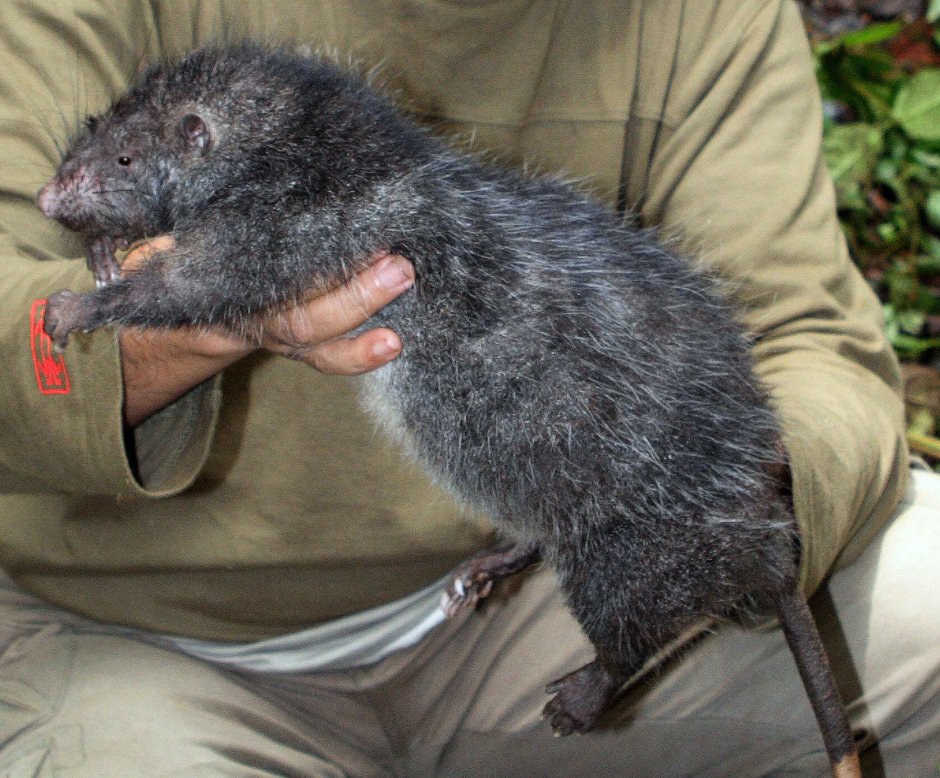 Серая большая крыса Пасюк