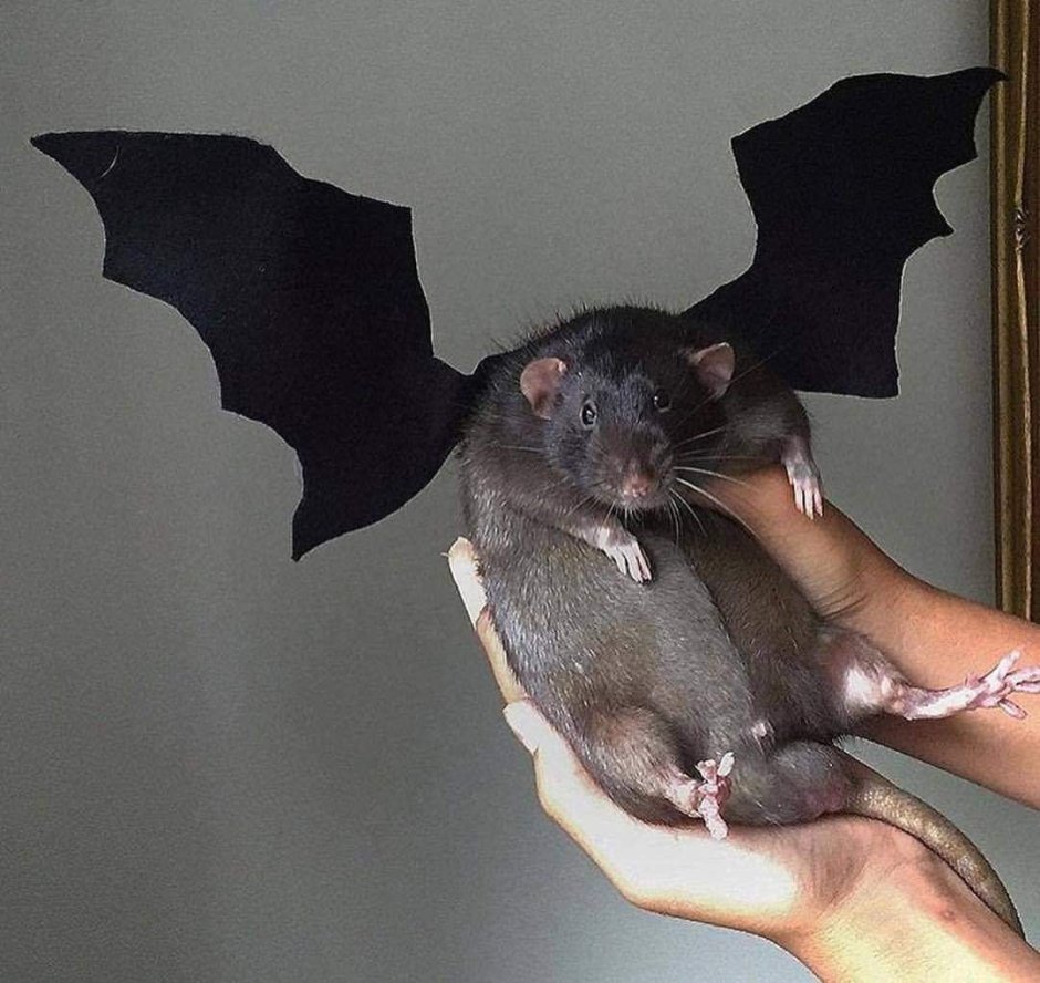 Летающая крыса