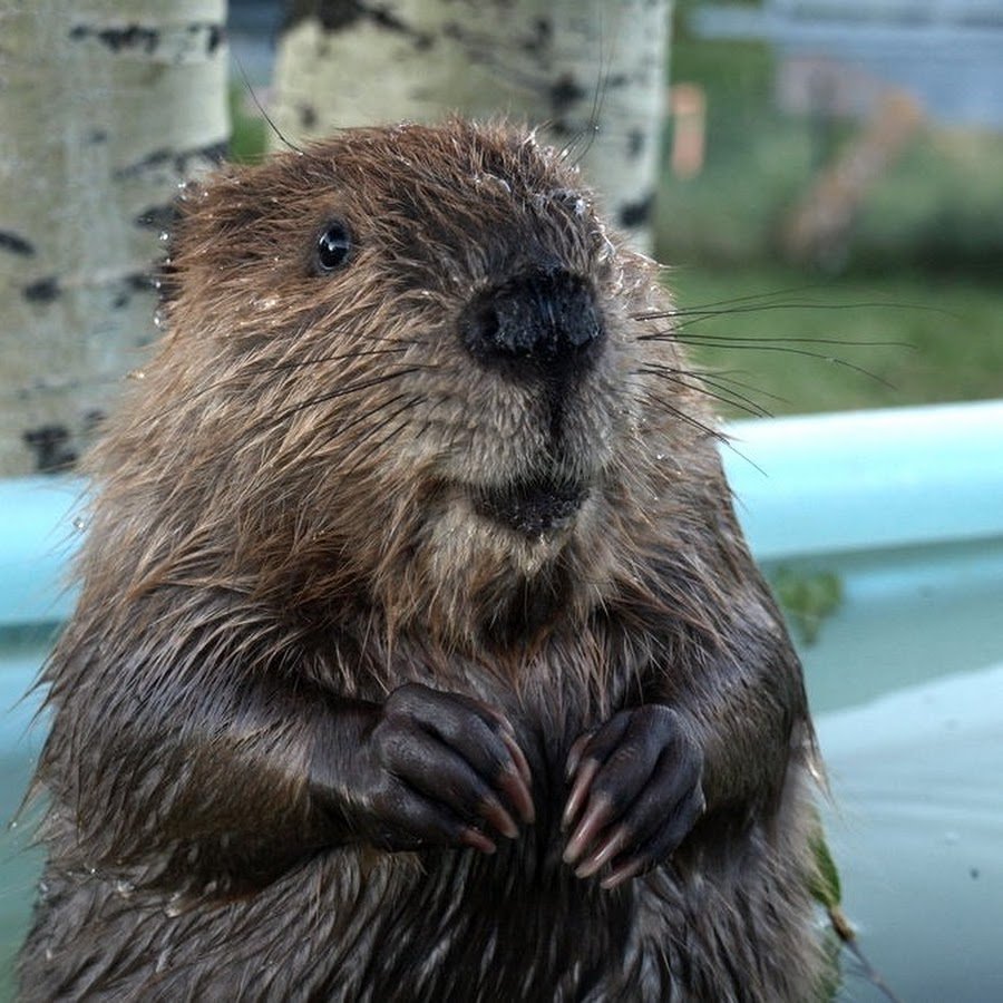 Бобер бобриха и Бобренок