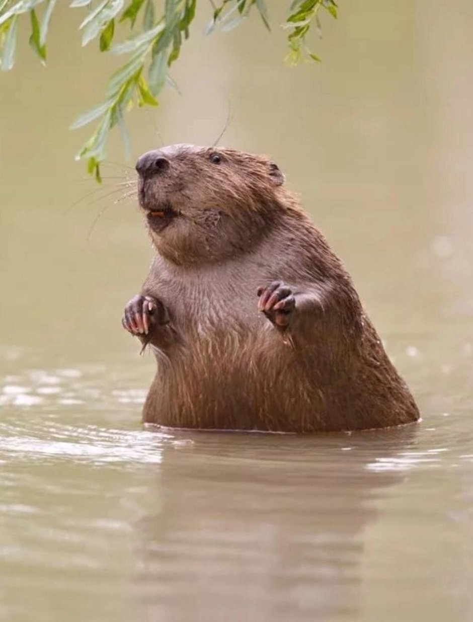 Милые бобры