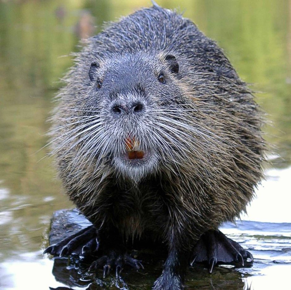 Речной Бобр