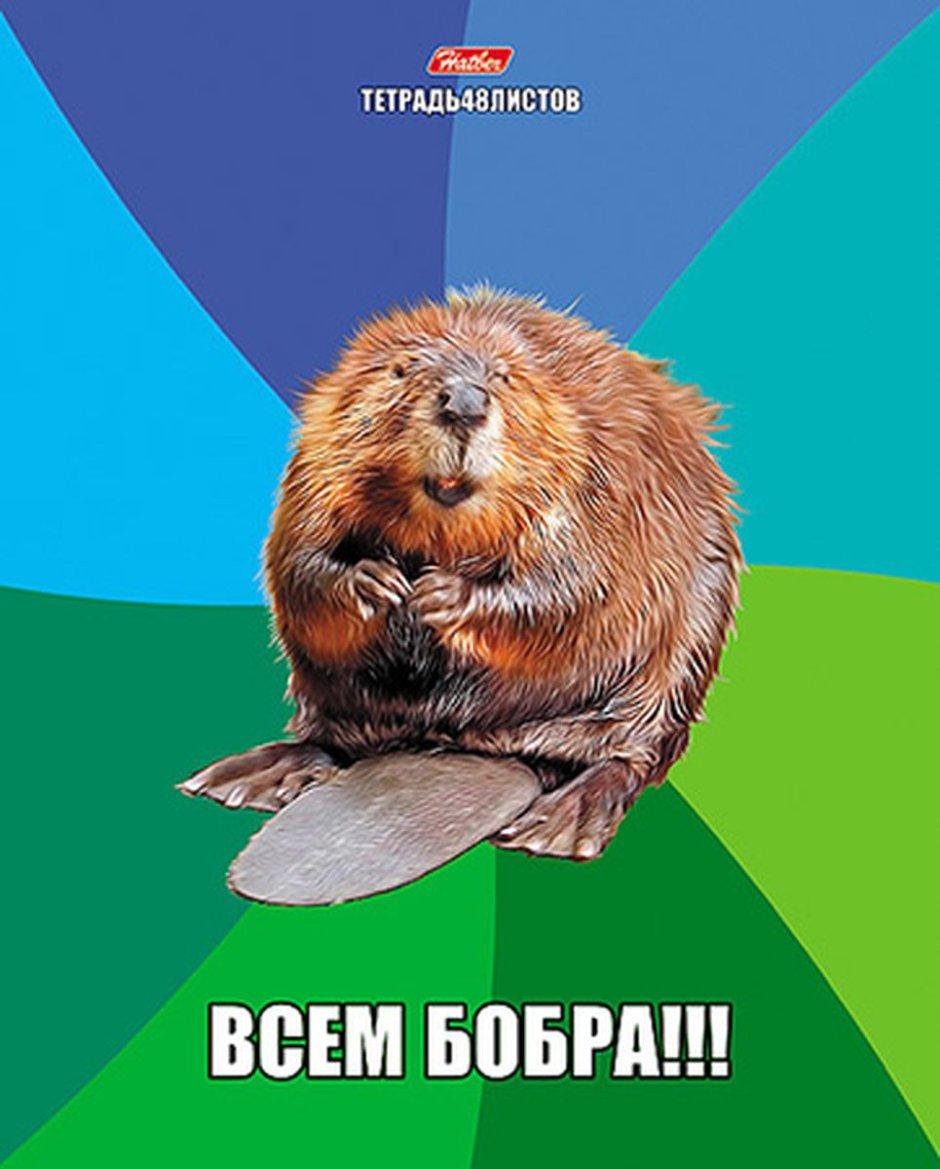 Смешные бобры