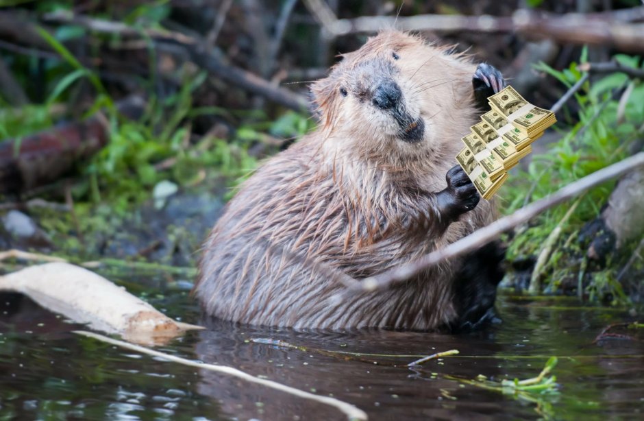 Забавный бобер