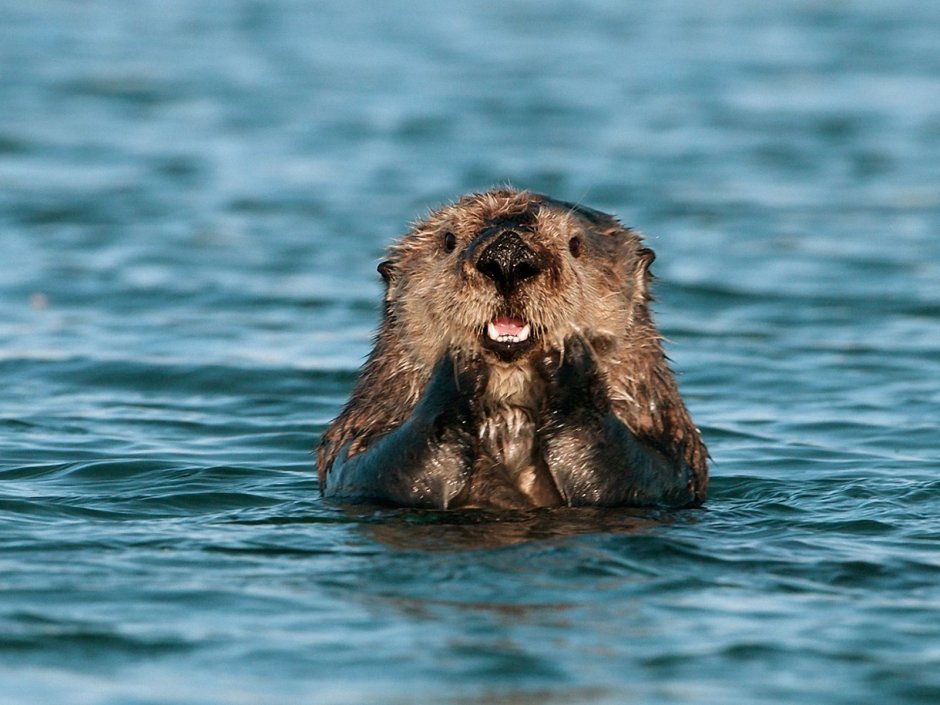 Речной Бобр