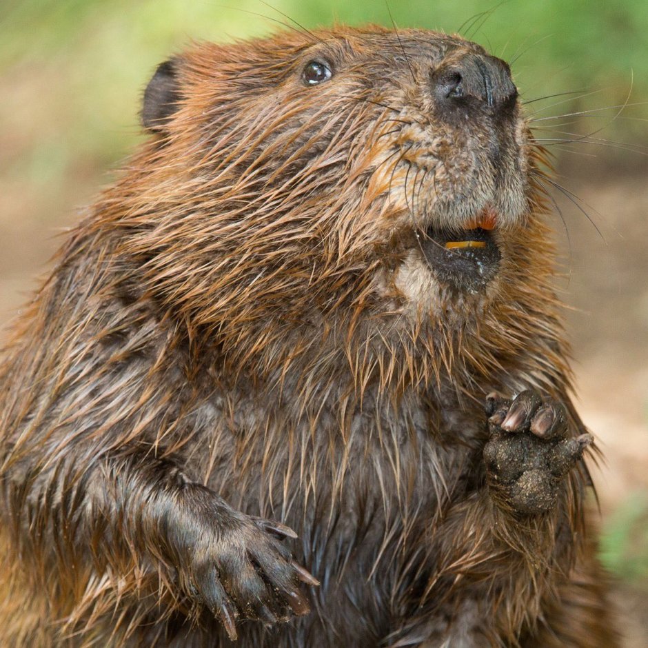 Европейский Бобр