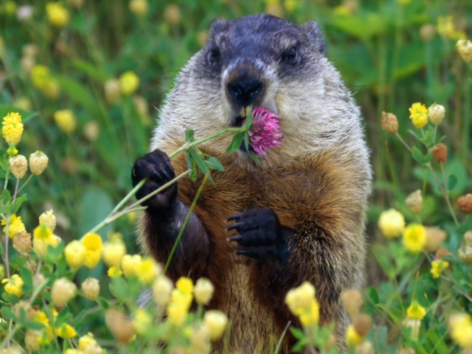 Смешной сурок