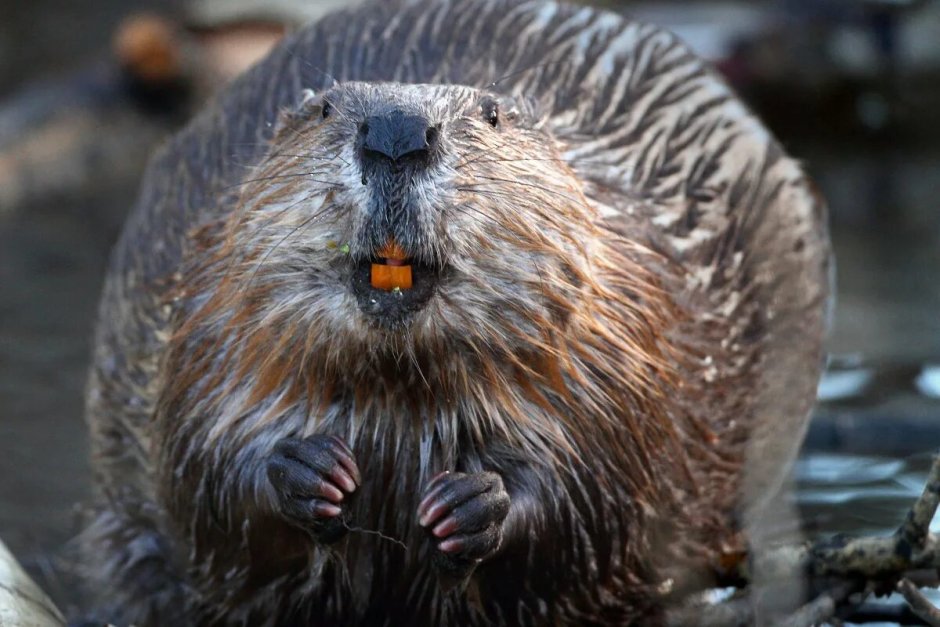 Тувинский Бобр