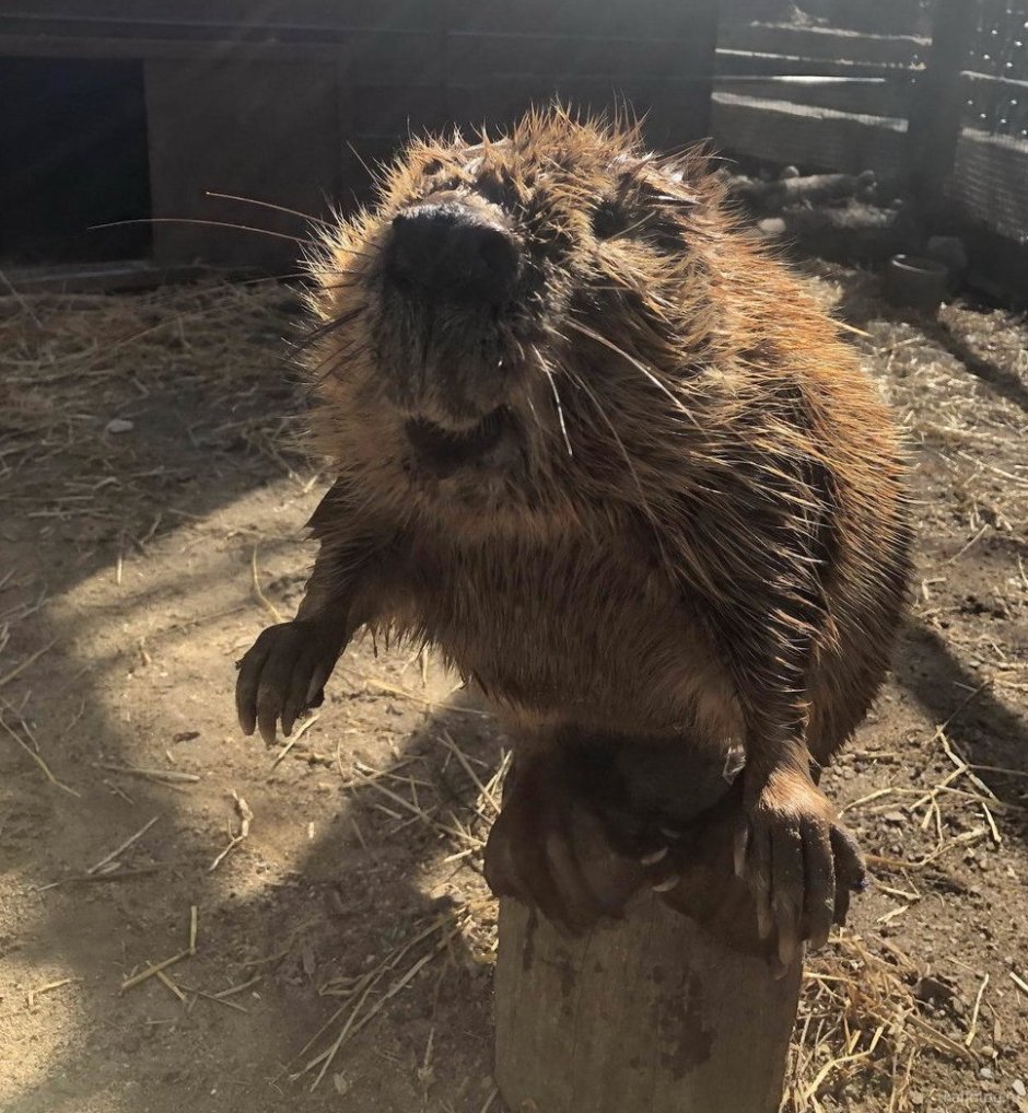 Бобр смешной