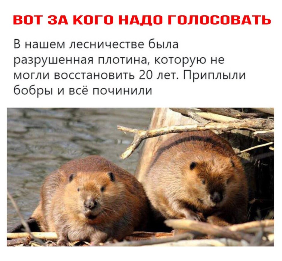 Шутки про Бобров смешные