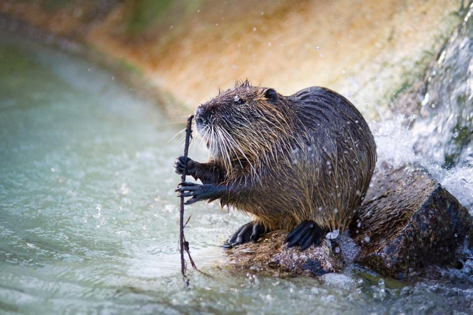 Нутрия и ондатра
