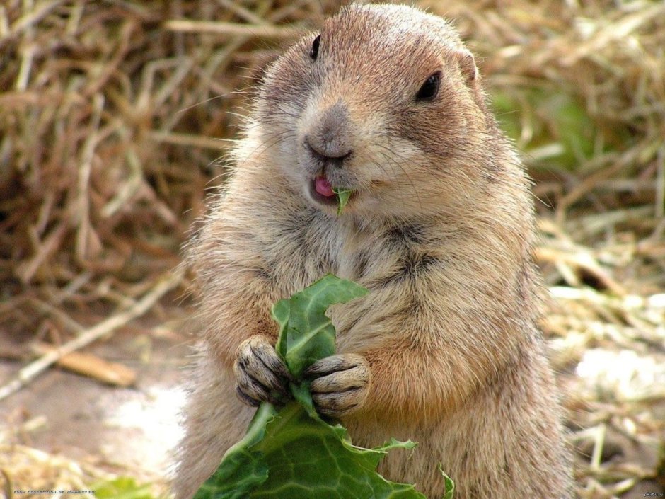 День сурка поздравления