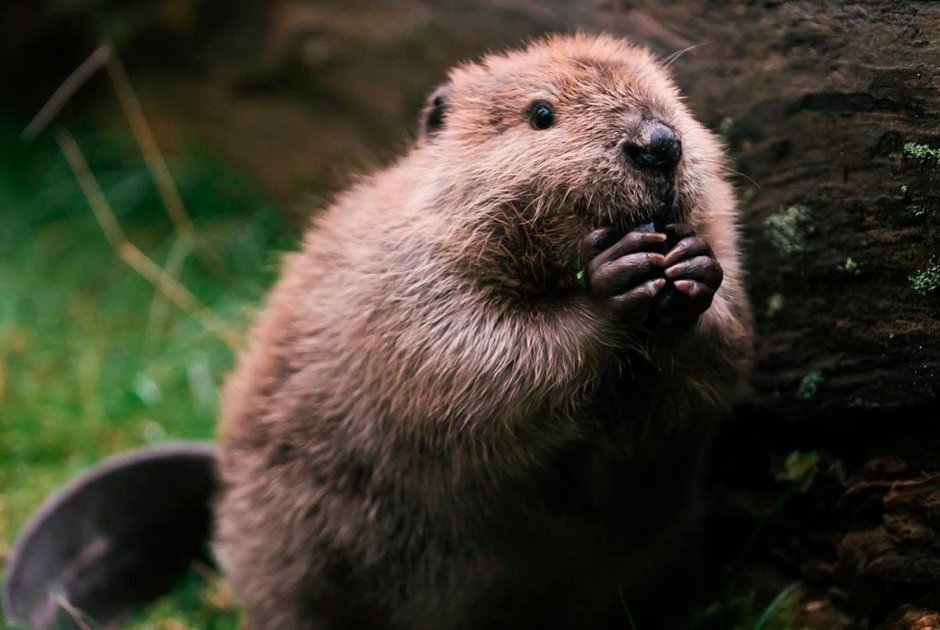 Бобр смешной