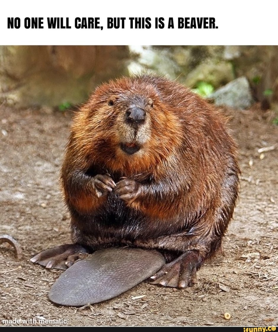Бобер прикольный Канада