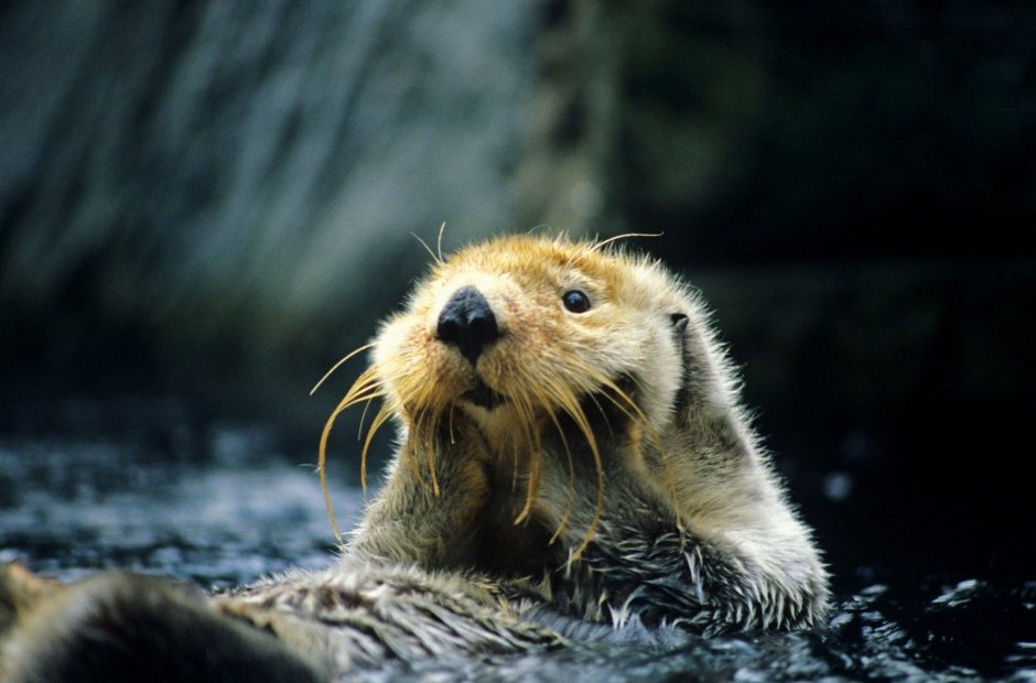 Морской бобер