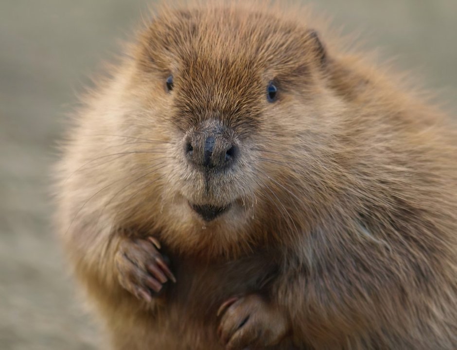 Пушистый бобер