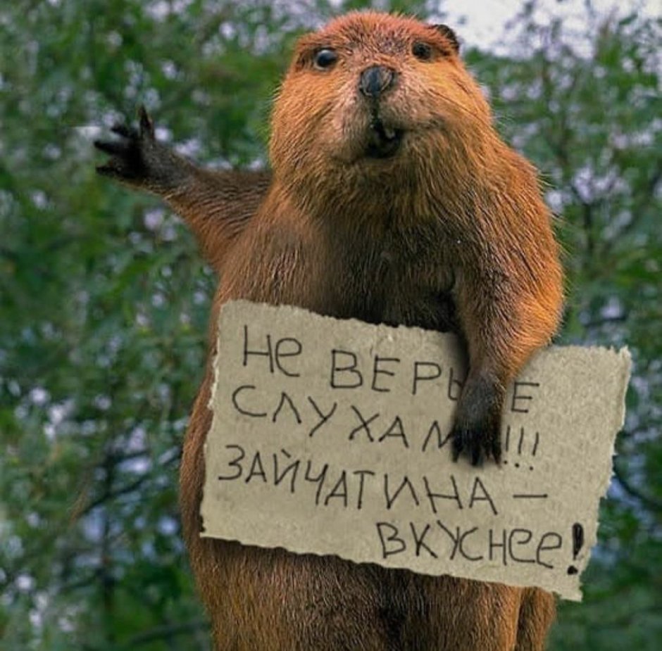 Бобры приколы