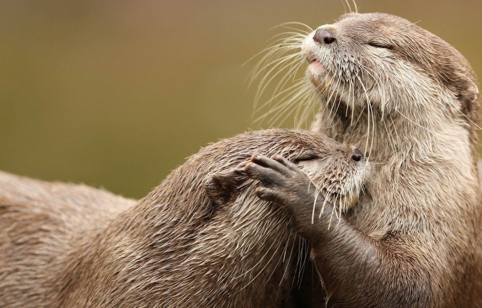 Восточная бескоготная выдра