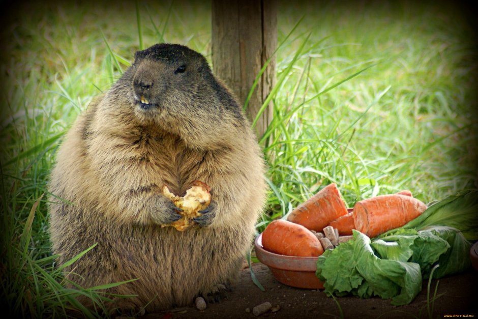 Толстые суслики