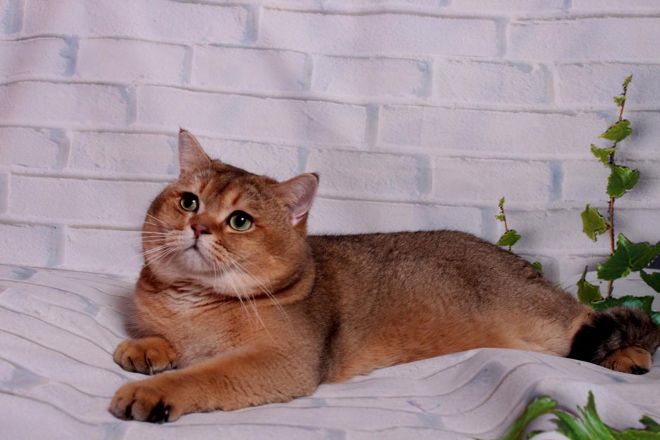 Шотландский прямоухий Золотая шиншилла