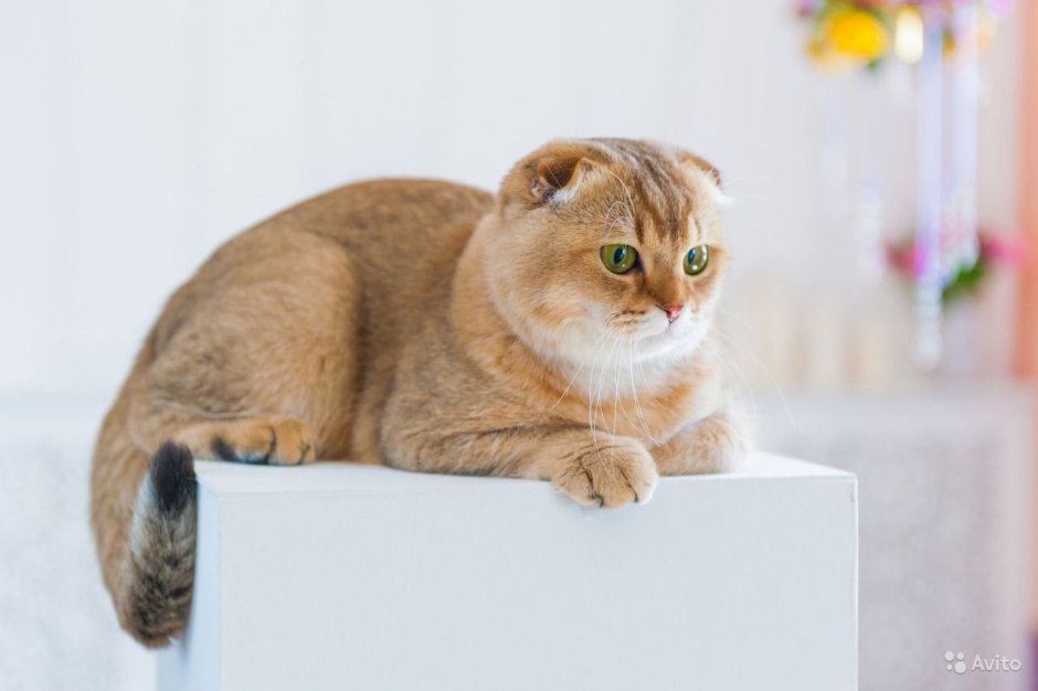 Шотландская Золотая шиншилла