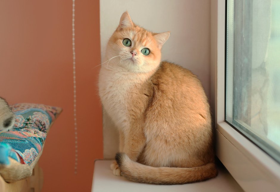 Британская кошка Золотая шиншилла