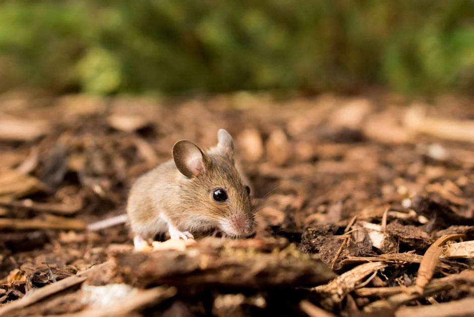 Лесная мышь (Apodemus sylvaticus)