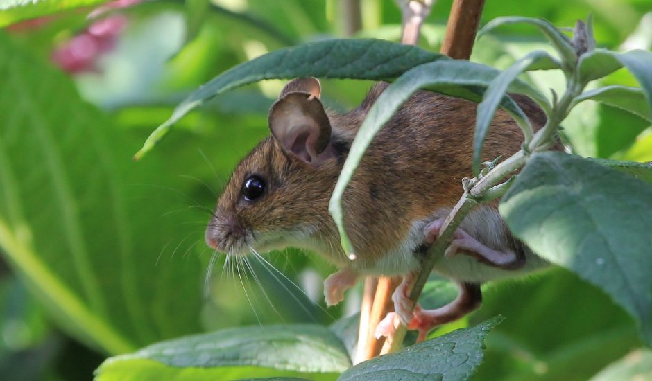Paucidentomys vermidax