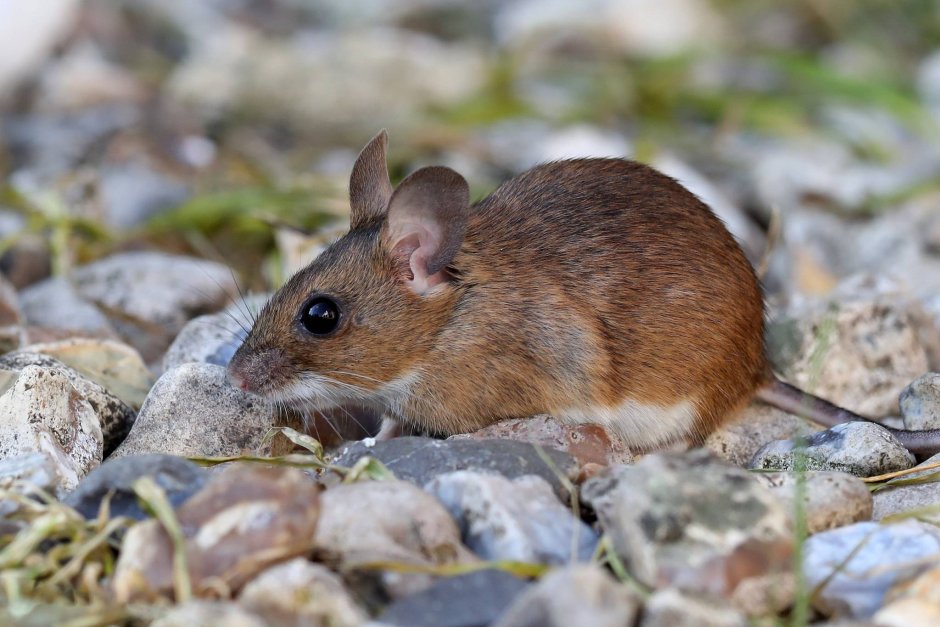 Лесная мышь (Apodemus sylvaticus)