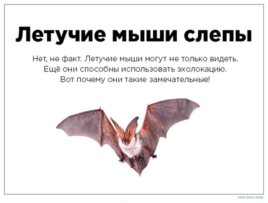 Летучая мышь интересные факты для детей