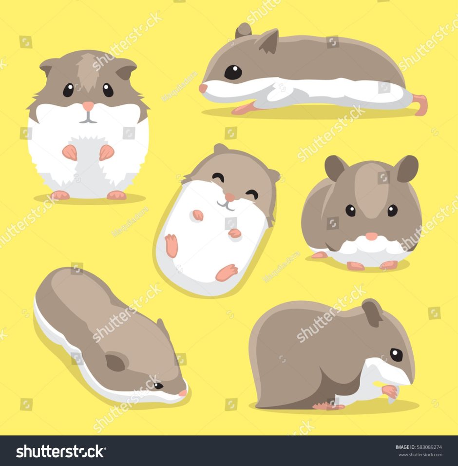 Кот зевает