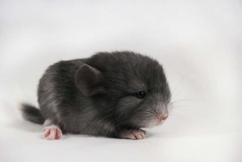 Шиншилла маленькая