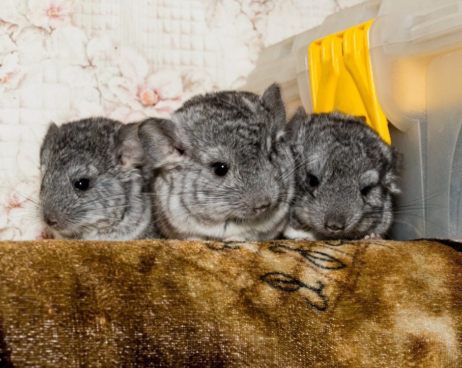 Береговая шиншилла