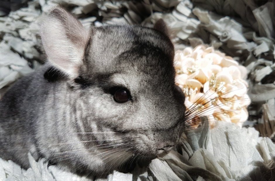 Береговая шиншилла