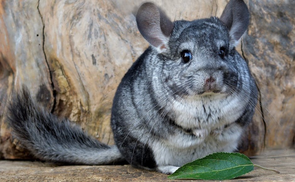 Шиншилла Вильсон