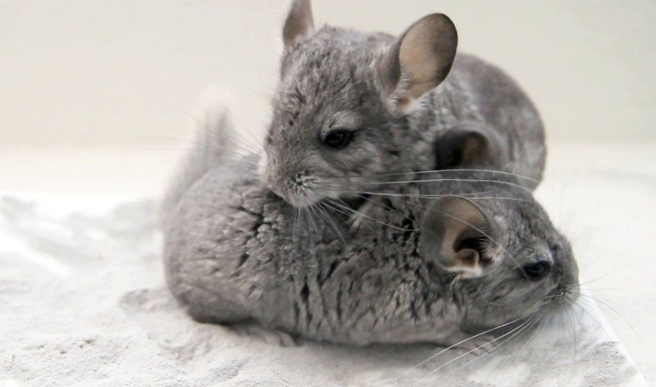 Комо шиншилла