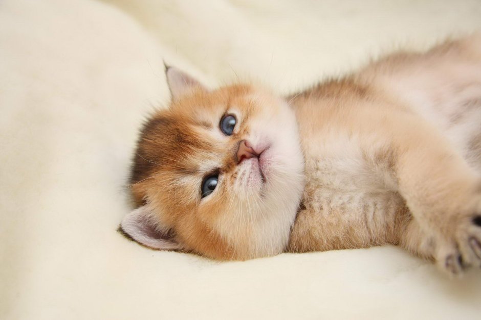 Доброе утро шиншилла